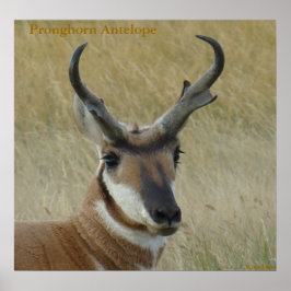 Pôster A5 Pronghorn Antelope Big Buck Head Shot