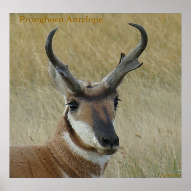 Pôster A5 Pronghorn Antelope Big Buck Head Shot (Frente)