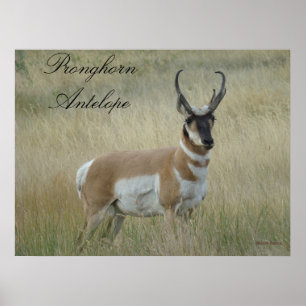 Pôster A8 Pronghorn Antelope