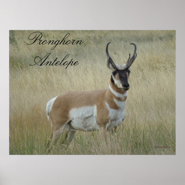 Pôster A8 Pronghorn Antelope (Frente)