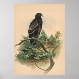 Poster A águia-caçada por Joseph Wolf