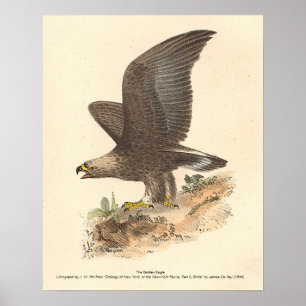 Poster A Águia Ouro (Aquila chrysaetos) NY Imagem do Páss