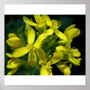 Pôster a alface floresce a ampliação da foto