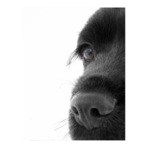 À Alma - Retrato Panorâmico de Chocolate