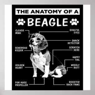 Poster A Anatomia De Um Cachorro De Beagle