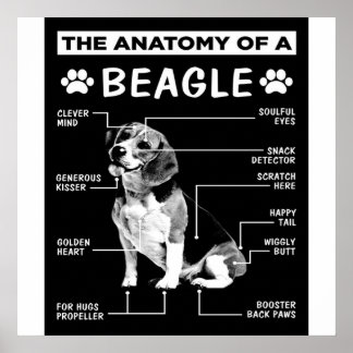 Poster A Anatomia De Um Cachorro De Beagle