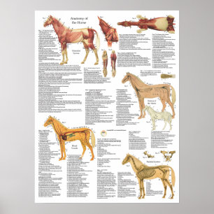Pôster A anatomia do cavalo Muscles artérias dos ossos 1