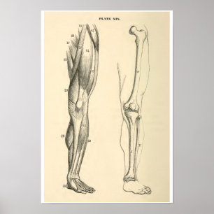 Poster A anatomia do vintage Muscles e desossa o pé
