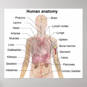 Pôster A anatomia humana