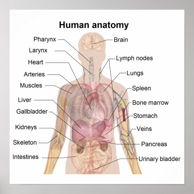 Pôster A Anatomia Humana (Frente)