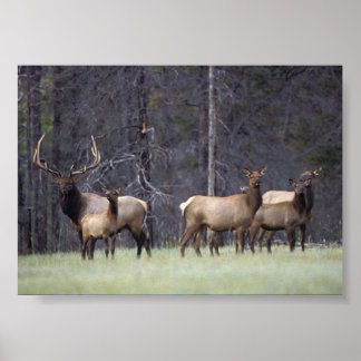 Pôster A and His Harem