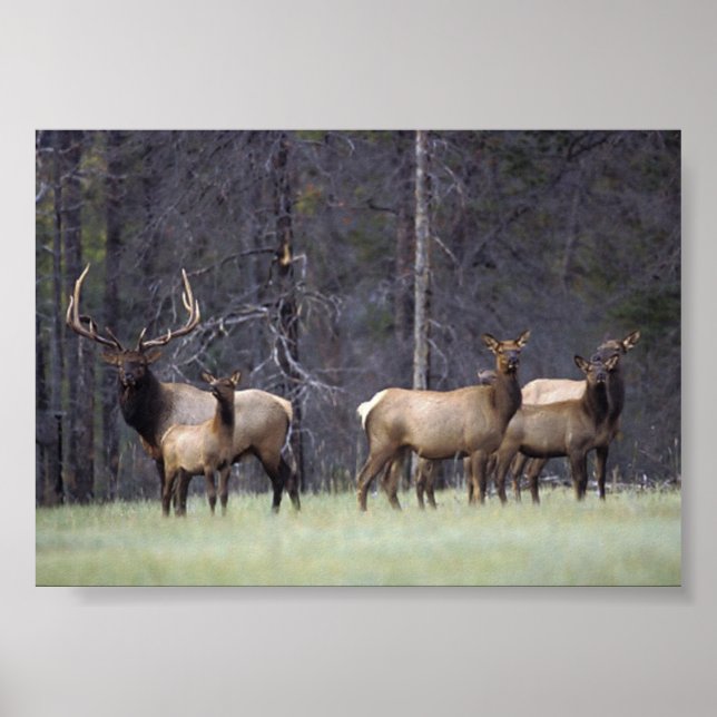 Pôster A   and His Harem (Frente)