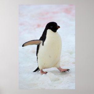 Poster A Antártica. Ilha de Petermann. Pinguim de Adelie