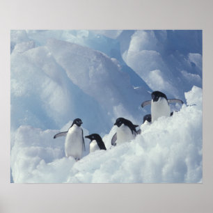 Poster A Antártica. Pinguins de Adelie