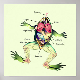 Poster A Arte da Anatomia do Sapo
