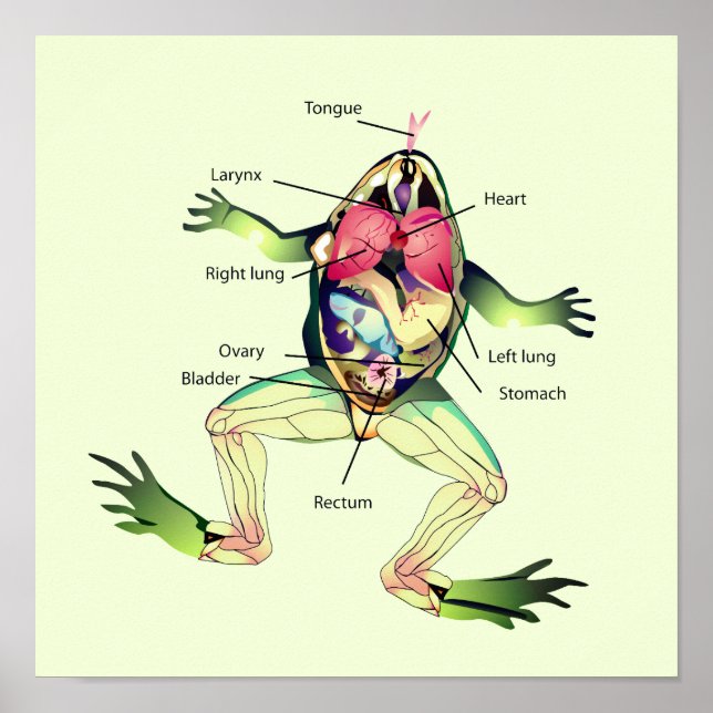 Poster A Arte da Anatomia do Sapo (Frente)