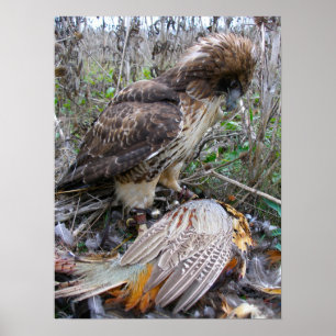 Pôster A arte da falcoaria: Falcão atado vermelho no