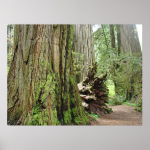 Poster A arte das árvores de floresta da sequóia vermel