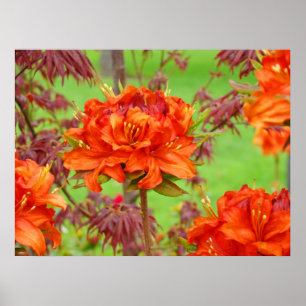 Poster A arte do escritório imprime o jardim alaranjado