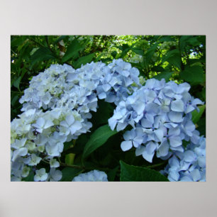 Pôster A arte do jardim do Hydrangea imprime Hydrangeas