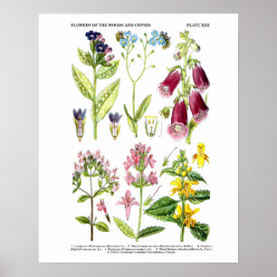 Poster A arte inglesa do Wildflower imprime não a arte 3