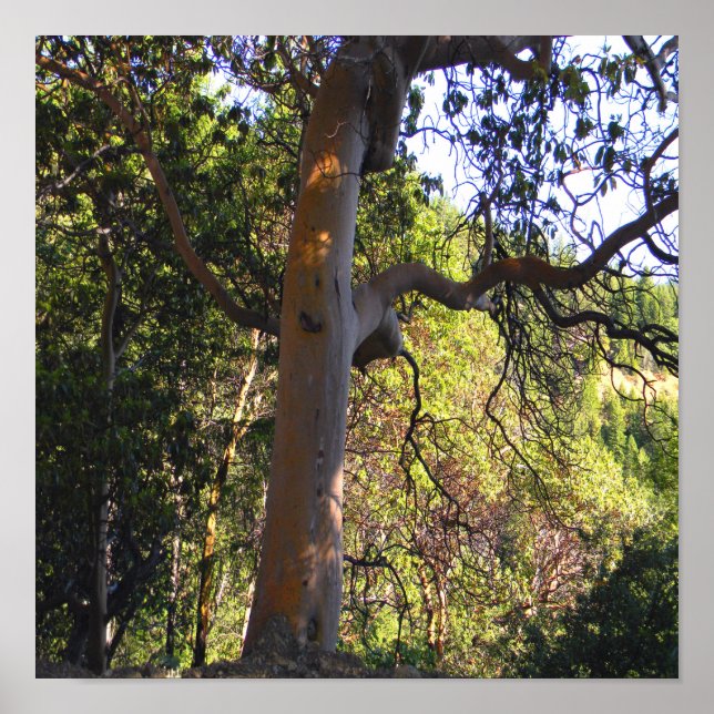 Poster A árvore assombrada..... (Frente)