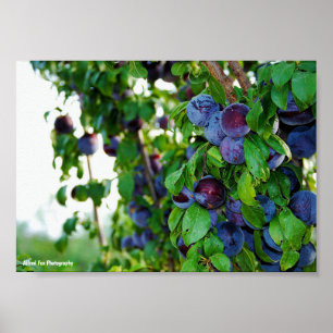 Poster A Árvore de Ameixa Roxa