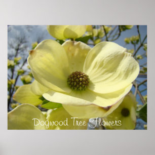 Pôster A árvore de Dogwood floresce Dogwoods amarelos do