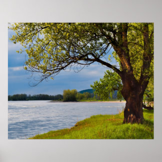 Pôster A Árvore Do Banco