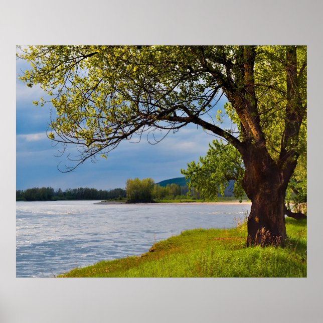 Pôster A Árvore Do Banco (Frente)