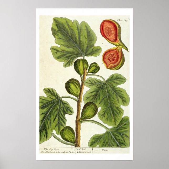 Pôster A Árvore Fig, placa 125 de "A Curiosa Herbal", p (Frente)
