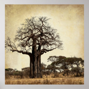 Pôster A ÁRVORE MAJESTOSA do BAOBAB de ÁFRICA