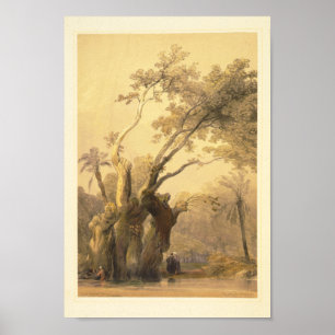 Poster A árvore santamente, Metereah