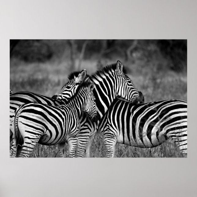 Poster - A/B de Zebra Africana (Frente)
