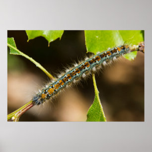 Pôster A barraca Caterpillar mura a arte