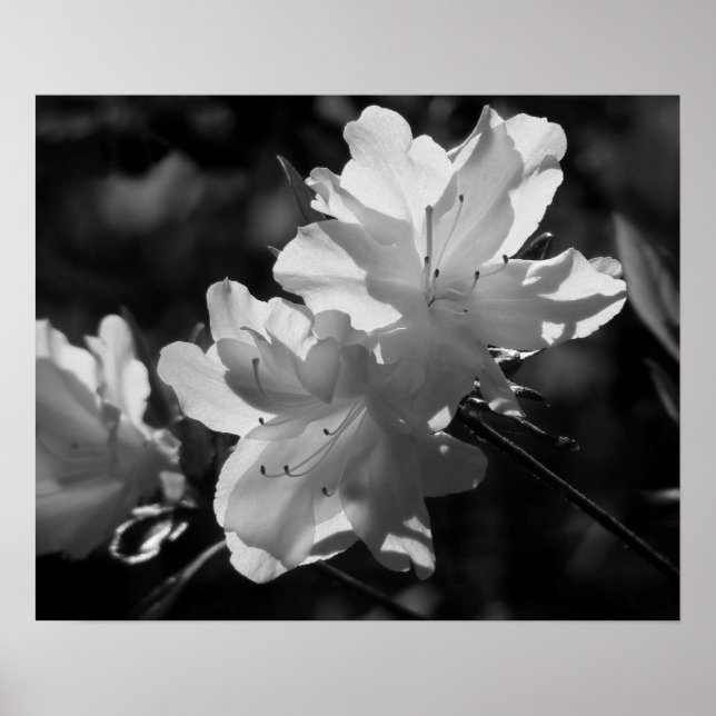 Poster A Beleza da Primavera (Frente)