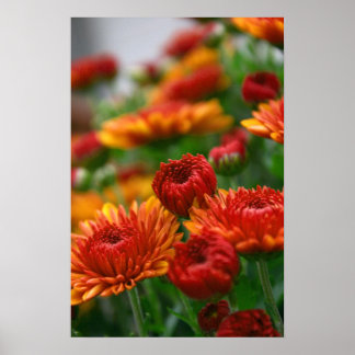 Poster A Beleza da Queda