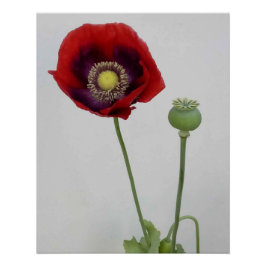 Pôster A beleza também é a Besta.