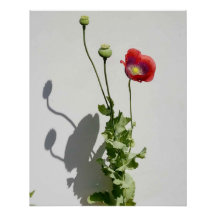 A beleza também é a Besta.