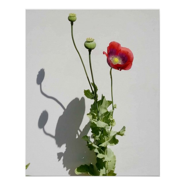 Pôster A beleza também é a Besta. (Frente)