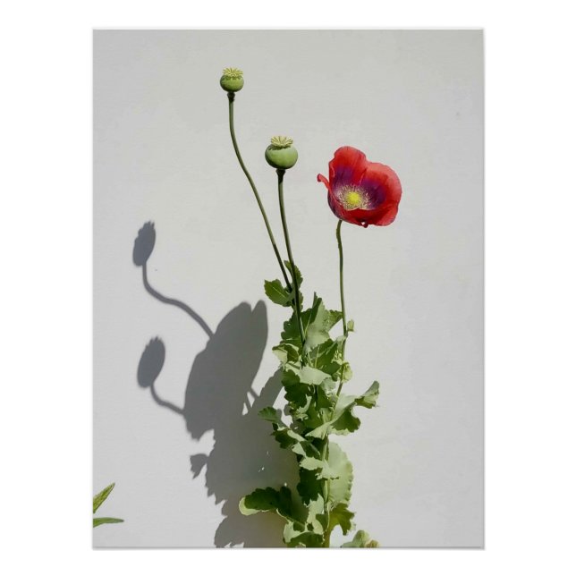 Pôster A beleza também é a Besta. (Frente)