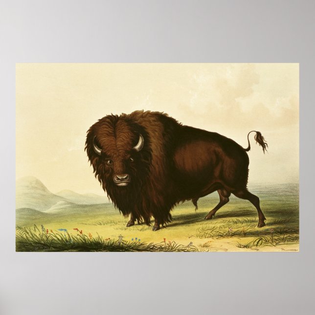 Pôster A Bison, c.1832 (Frente)