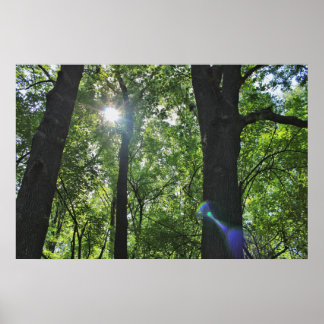 Poster A bolha de sol