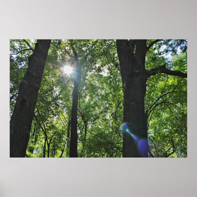 Poster A bolha de sol (Frente)