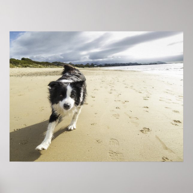 Pôster A Border Collie Dog Running On The Beach (Frente)