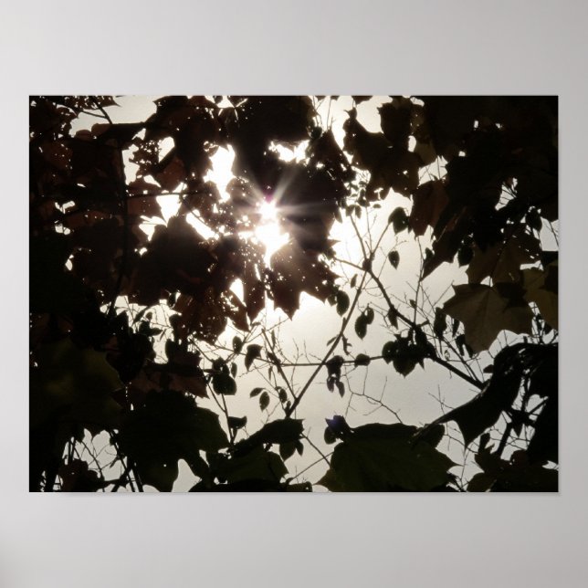 Poster A Bright Spot in a Dark Forest (Frente)