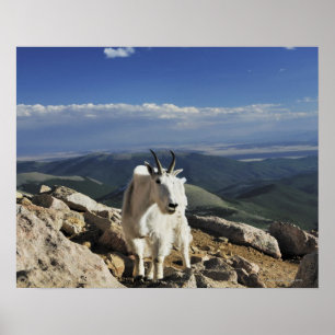 Poster A cabra de montanha rochosa branca de lãs está