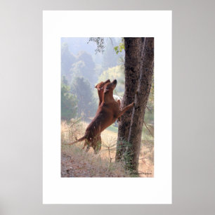 Pôster A Caça do Esquilo