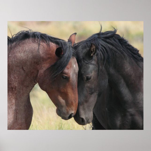 Pôster A Calma (Frente)