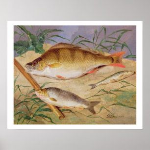 Pôster A captura de um pescador dos peixes grosseiros